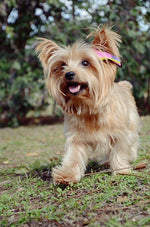 feather extensions for dogs