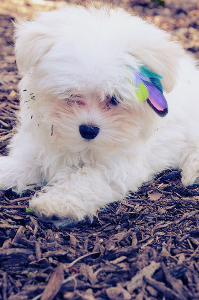 feather extensions for dogs