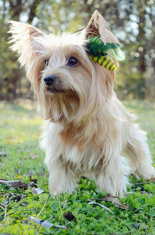 feather extensions for dogs
