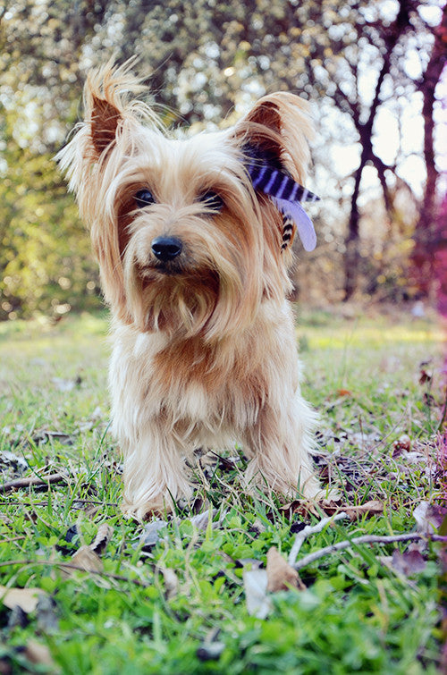 feather extensions for dogs
