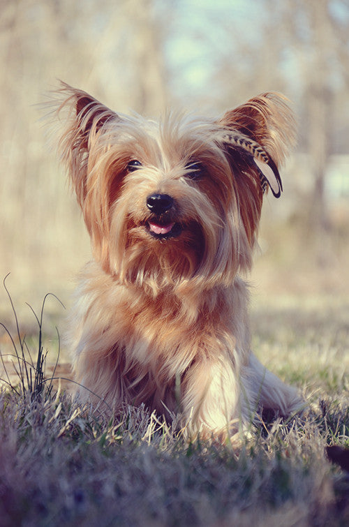 feather extensions for dogs