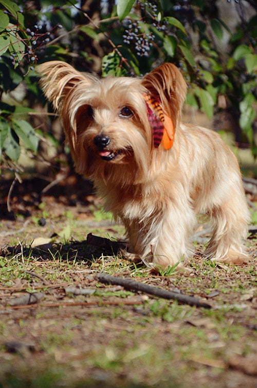 feather extensions for dogs