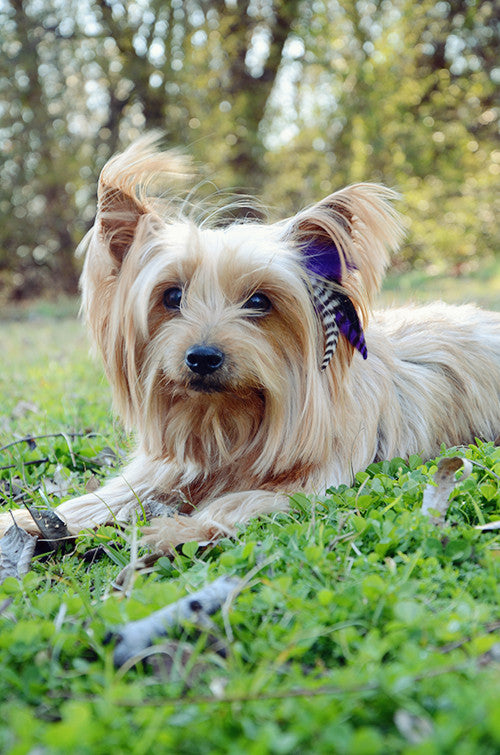 feather extensions for dogs
