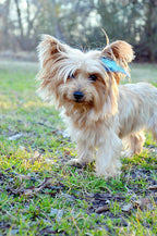 feather extensions for dogs