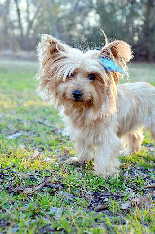 feather extensions for dogs