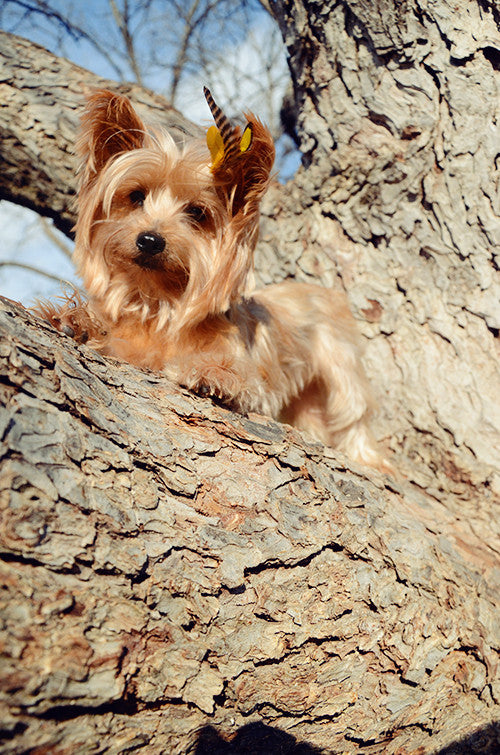 feather extensions for dogs
