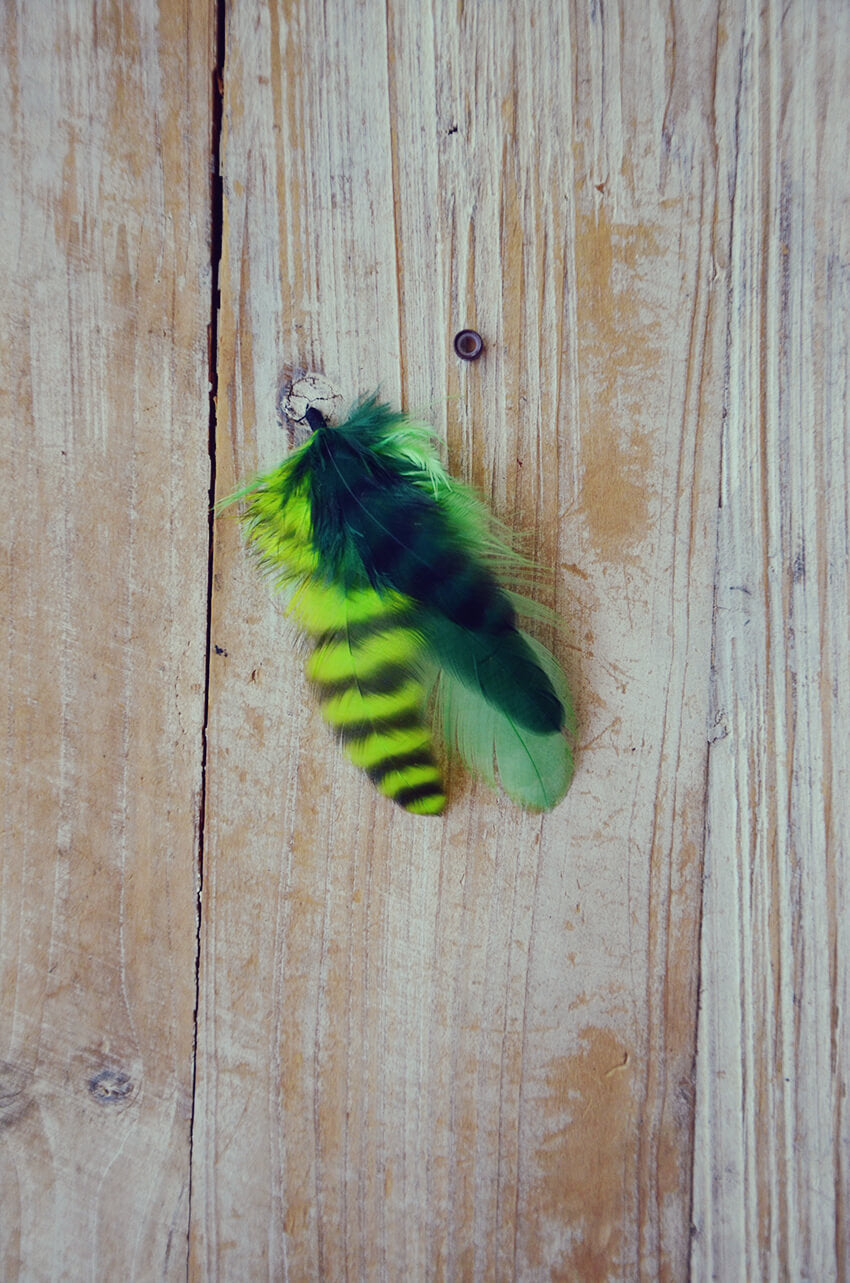 dog feathers green